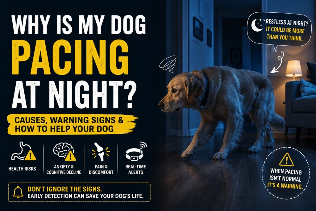 Dog pacing at night warning signs linked to pain anxiety and medical emergencies