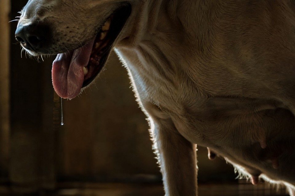 close-up shot focused solely on a distressed dog's panting snout 