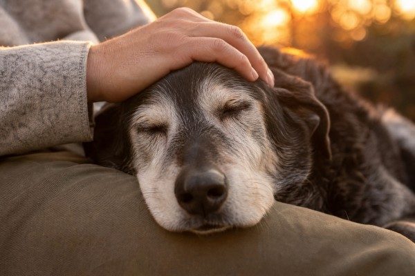 owner comforting old dog