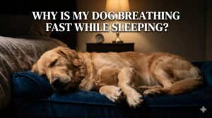 Senior dog breathing fast while sleeping at night indoors