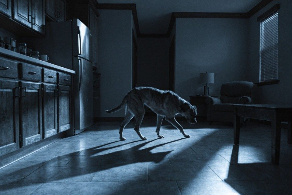 [adult dog pacing in a circular loop from kitchen to living room](https://kiyepet.com/wp-content/uploads/2026/05/distressed-adult-dog-pacing-in-a-circular-loop-fro-300x200.jpg)