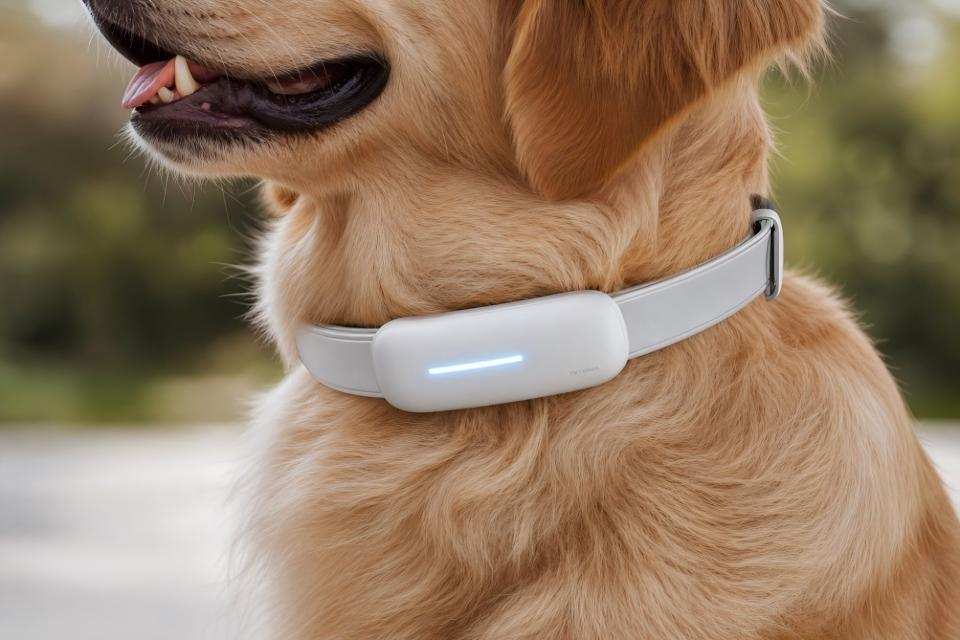sleek smart pet collar with subtle glowing led light resting on a dog neck