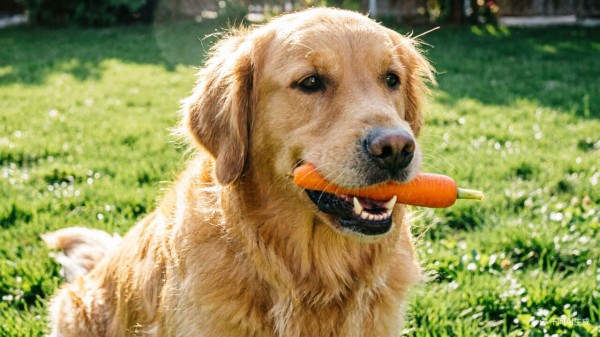 A dog happily chewing on a fresh carrot