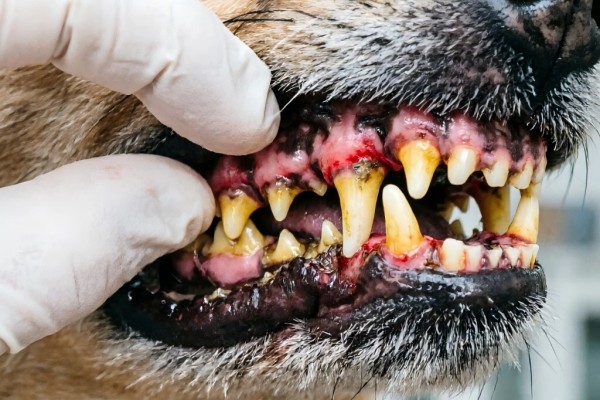 Close-up of dog teeth and gums