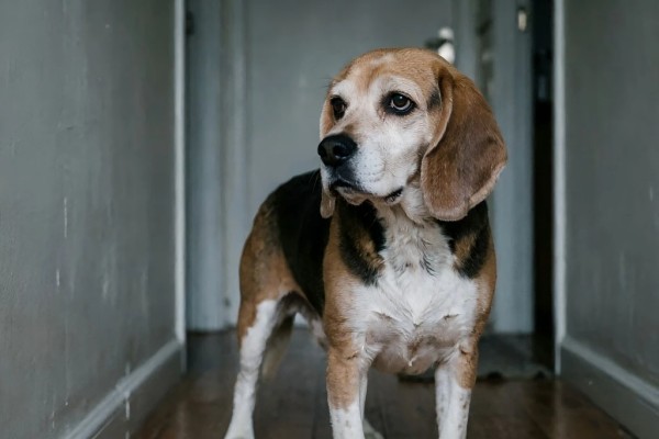An old dog looking bewildered in a room