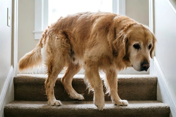Golden Retriever showing signs of joint stiffness