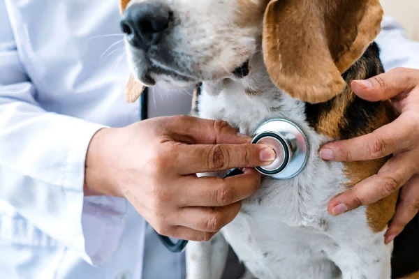Vet checking a senior dog heart with a stethoscope