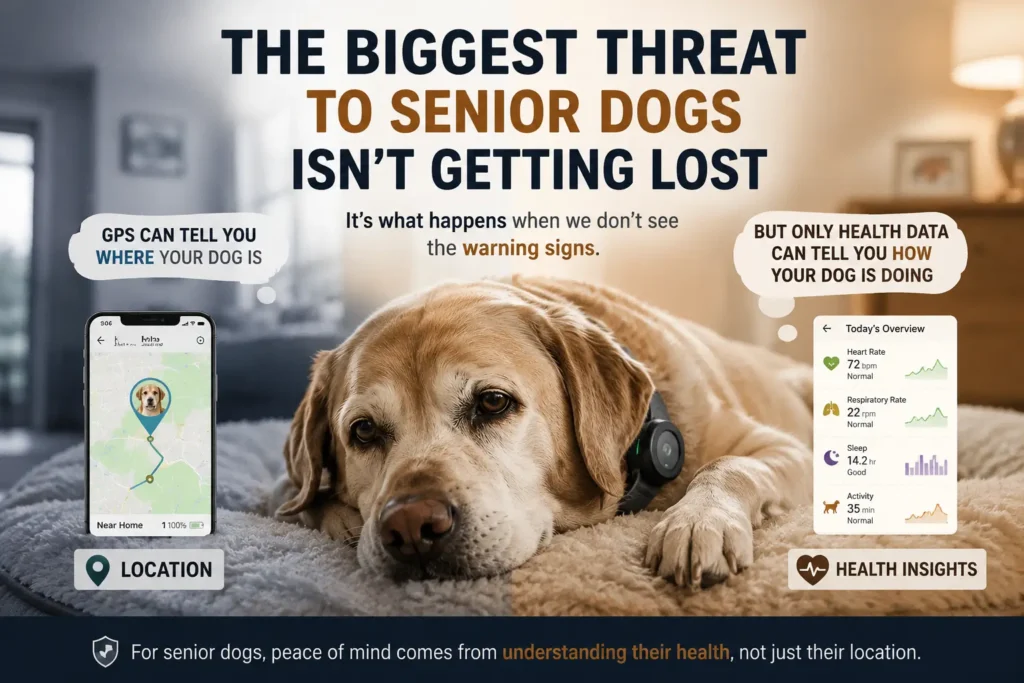 Senior dog wearing a smart collar, comparing GPS tracking and health monitoring for senior dog wellness.
