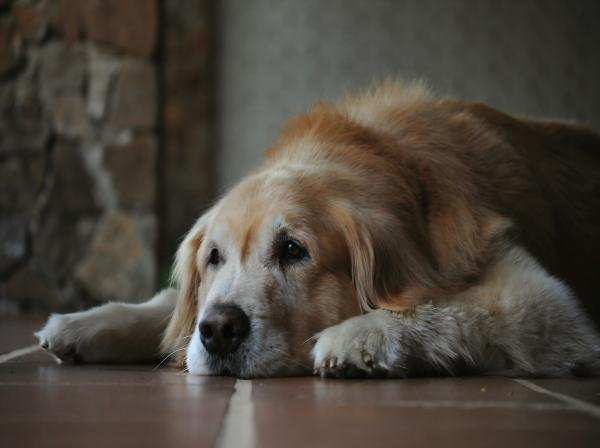 Senior Golden Retriever lying down with sad eyes looking at owner