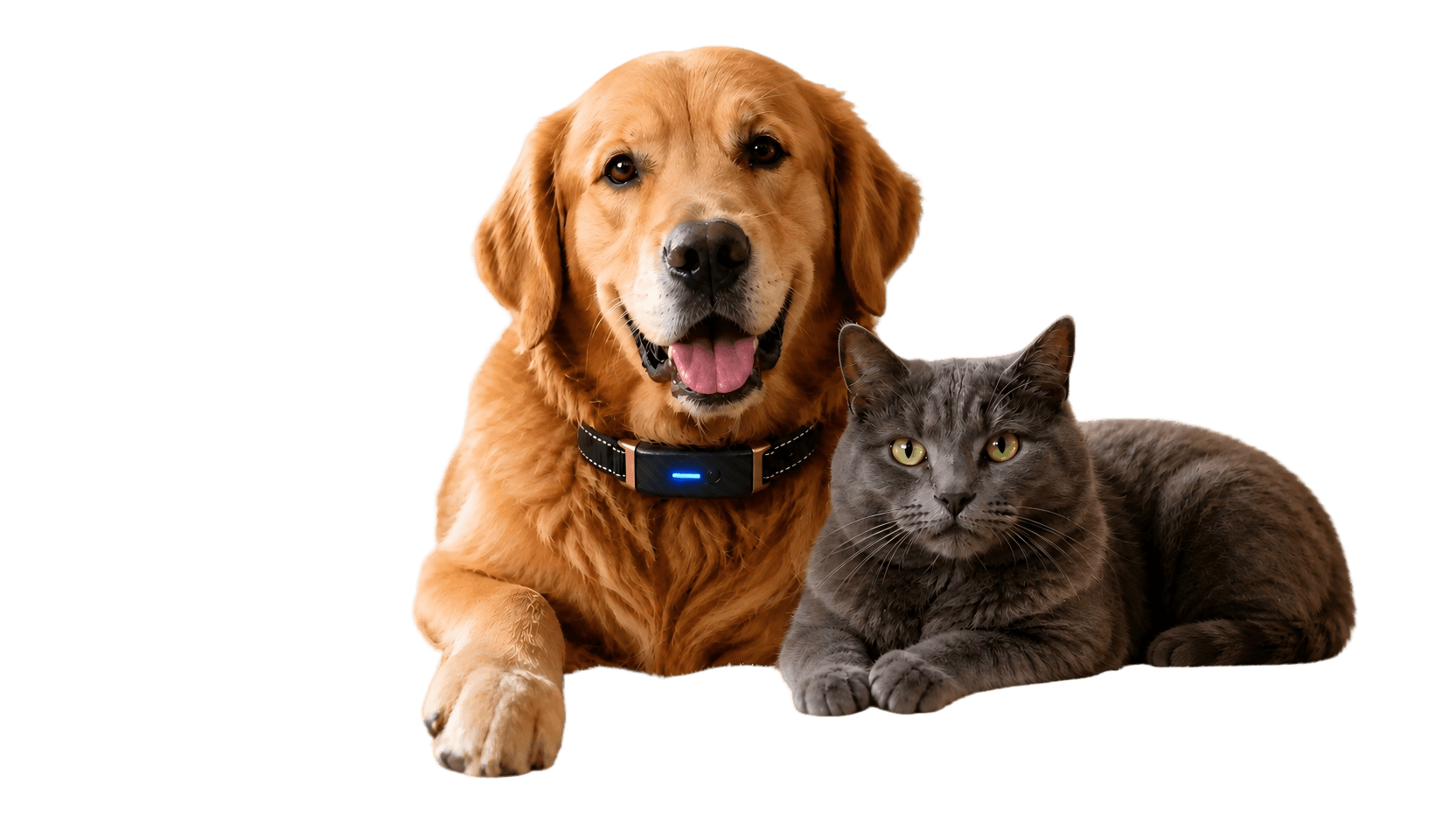 KIYE Smart Collar on golden retriever with cat promoting senior pet care partnership for clinics