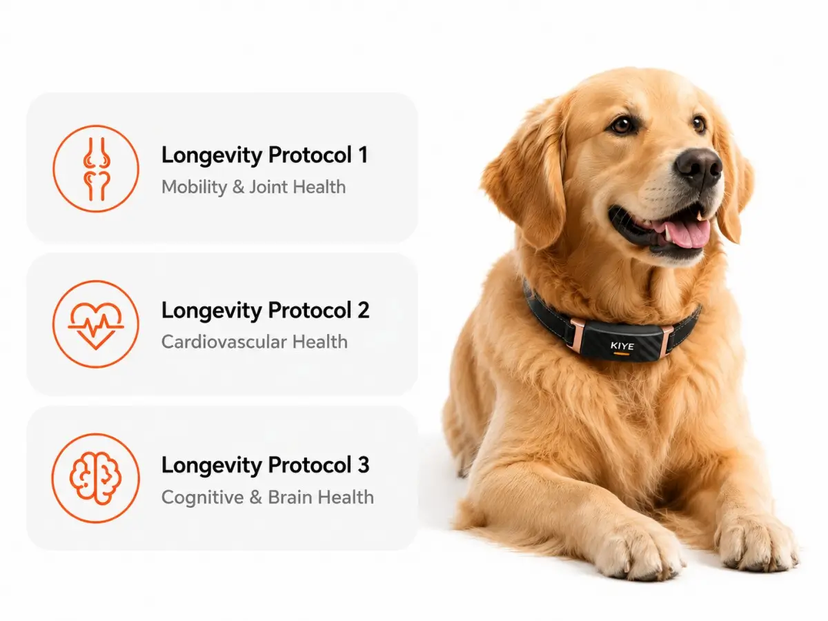 KIYE Longevity Protocols for senior dog care targeting mobility, cardiovascular, and cognitive brain health.