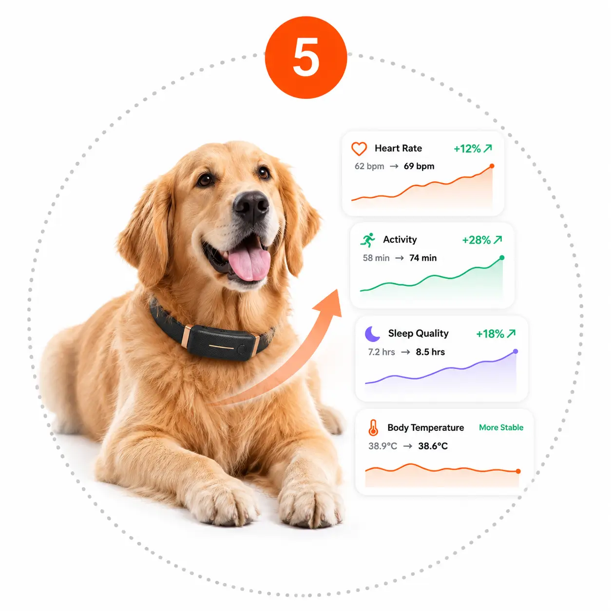 A healthy senior dog thriving with KIYE data-driven care and long-term healthspan improvement.