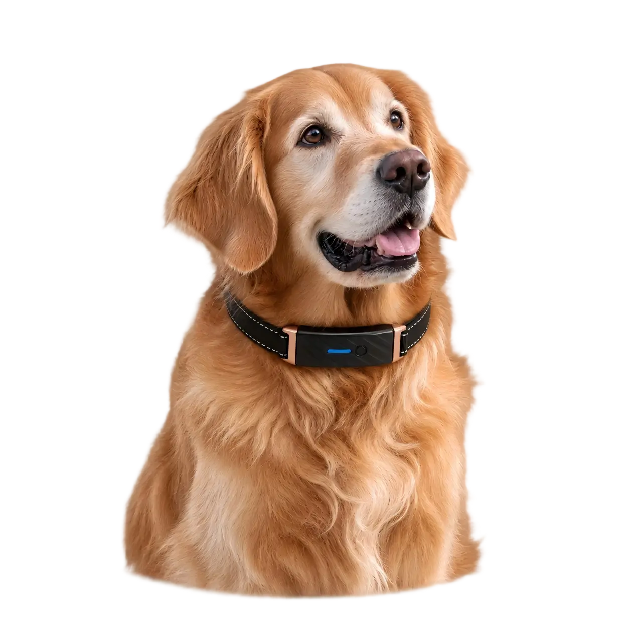 Healthy senior golden retriever wearing KIYE smart collar